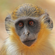 A green monkey